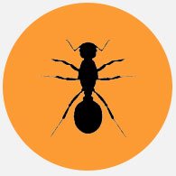 ant-control-pretoria