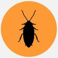 cockroach-control-pretoria