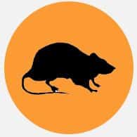 rodents-control-pretoria