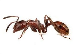 ant - Pest Invasion Control Pretoria Ant Pest Control Pretoria