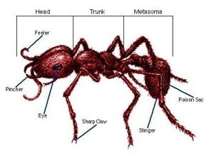 Ant body - Pest Invasion Control Pretoria Ant Pest Control Pretoria