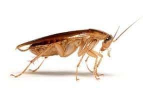 Cockroach - Pest Invasion Control Pretoria Cockroach Pest Control Pretoria