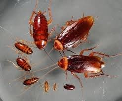 cockroaches-fumigation-pretoria - Pest Invasion Control Pretoria Cockroach Pest Control Pretoria