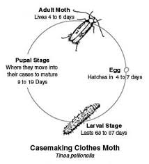 fish moth life cycle - Pest Invasion Control Pretoria fish moth pest control Pretoria