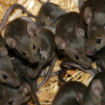 Rodent Pest Control Pretoria