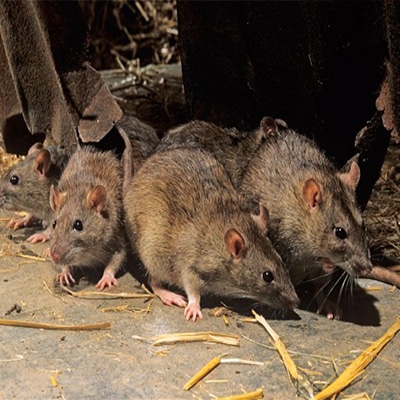 Rodent Pest Control Pretoria